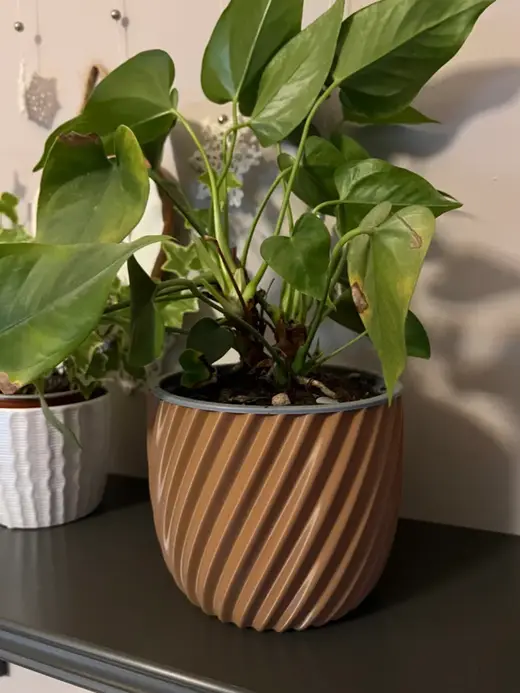 Spiral vase for plants