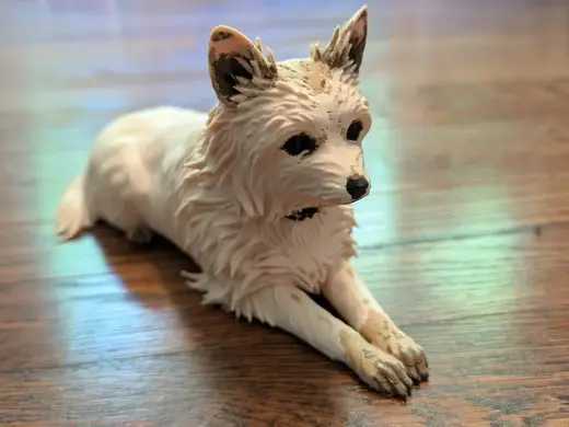 ChiPoo Model - Chihuahua Tiny Poodle Mix