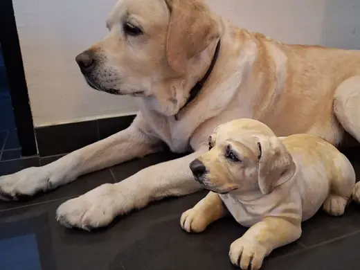 Labrador Puppy