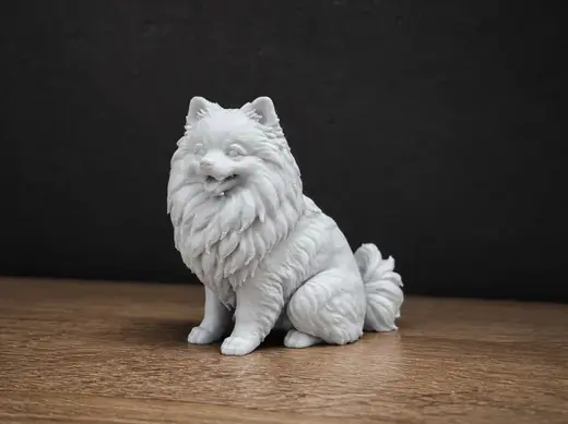 Pomeranian - Dog - Animal