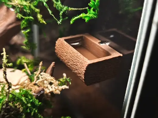 Springspinnen Jumping Spider Napf Terrarium