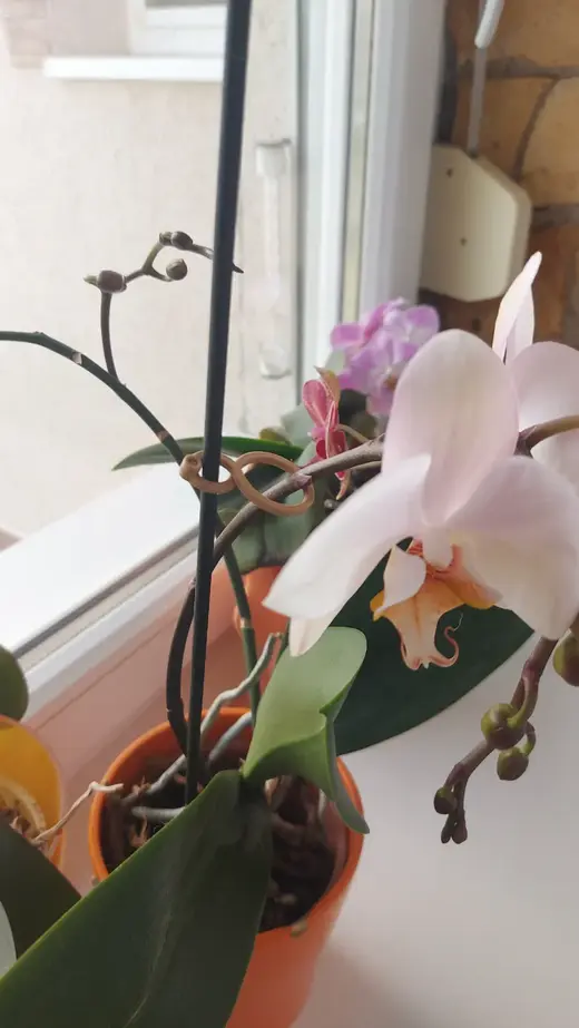 Plant and flower clip
