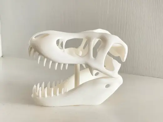 Dinosaur skull fossils