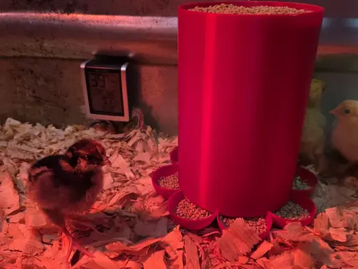 Chick Feeder 3qt Capacity