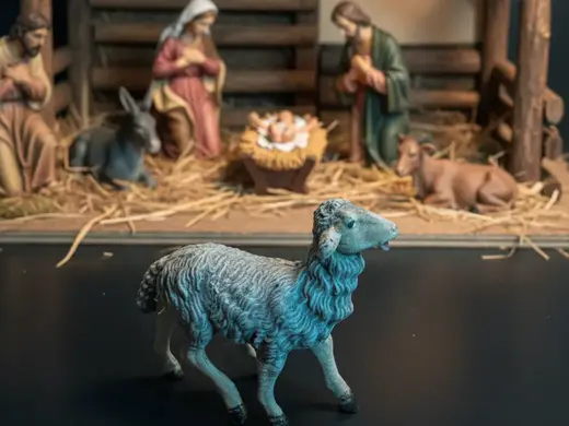 Oveja – Belén / Pesebre