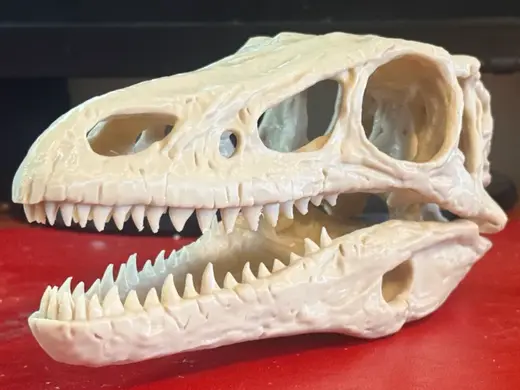 Life-Size Velociraptor Skull (With Display Stand)