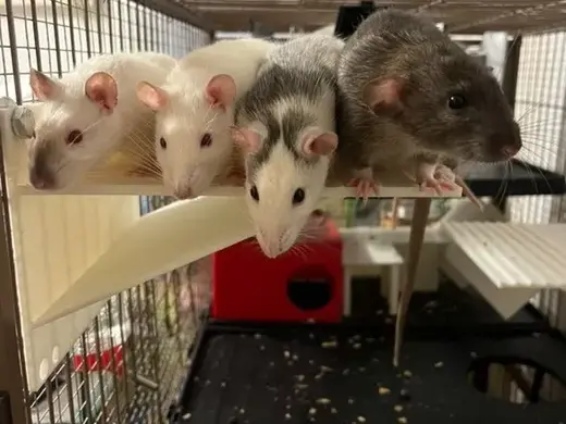 Robust Corner Shelf / Platform for Rats & Rodents