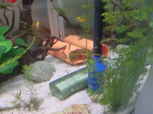 Canister inlet safe for shrimp