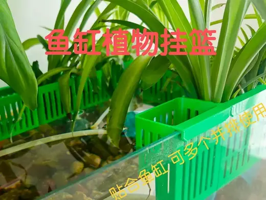 鱼缸植物挂篮