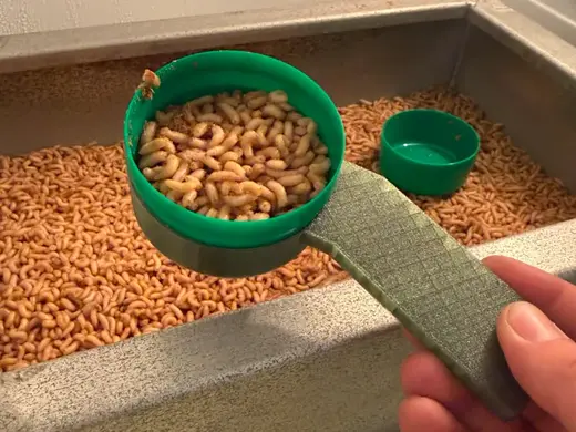 Scoop for maggots/mealworms for fishing