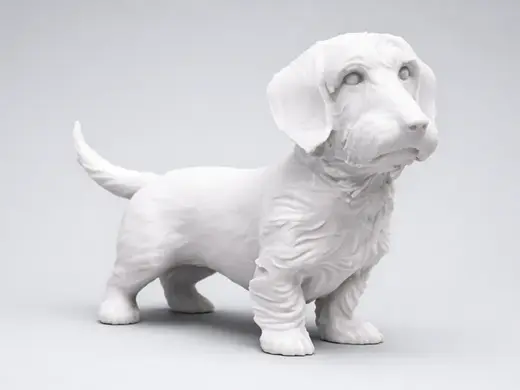 Wire-haired Dachshund. Animal - Dog