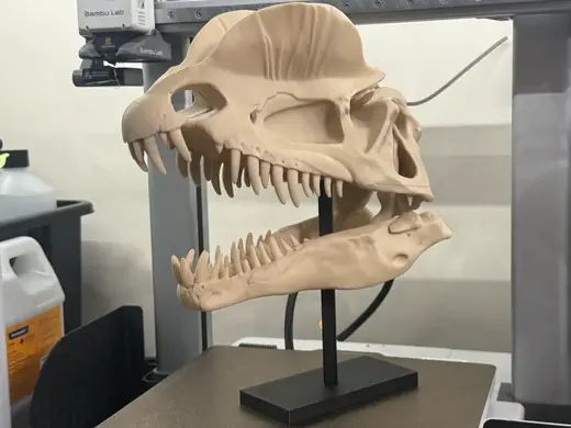 Dilophosaurus Skull Fossil – 250mm Replica