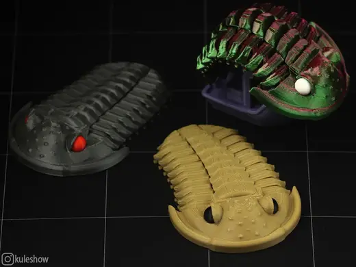 Trilobite Flexiphacops rana