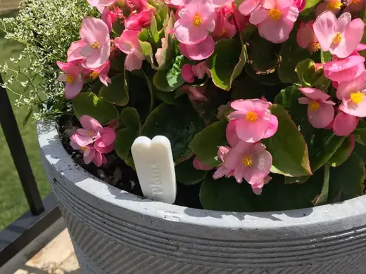 Plant Name Tag For Gardens