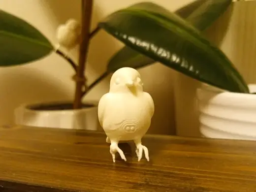 Graceful Little Monitor Bird
