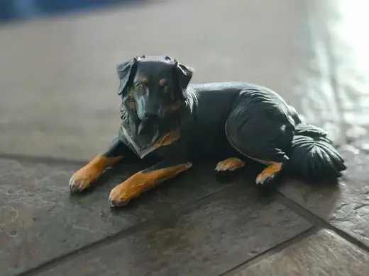 Gelbbacke (Altdeutscher Hütehund)