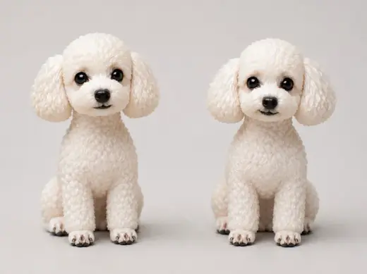 Toy Poodle - Jasmine - Pu'er