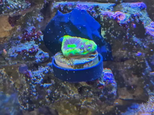 Coral plug with stone deco